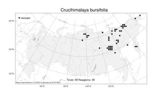 Crucihimalaya bursifolia (DC.) D.A.German & A.L.Ebel, Atlas of the Russian Flora (FLORUS) (Russia)