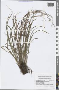 Carex bostrychostigma Maxim., Siberia, Russian Far East (S6) (Russia)