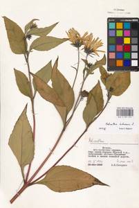 Helianthus tuberosus L., Eastern Europe, Moscow region (E4a) (Russia)