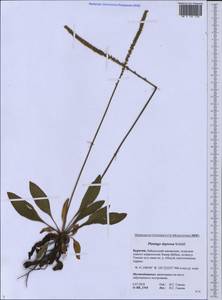 Plantago depressa Willd., Siberia, Baikal & Transbaikal region (S4) (Russia)