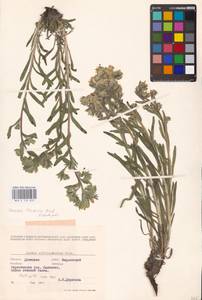 MHA 0 153 810, Onosma tinctoria M. Bieb., Eastern Europe, South Ukrainian region (E12) (Ukraine)