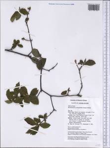 Rhododendron prinophyllum (Small) Millais, America (AMER) (United States)