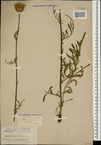 Centaurea orientalis L., Caucasus, Stavropol Krai, Karachay-Cherkessia & Kabardino-Balkaria (K1b) (Russia)