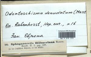 Odontoschisma denudatum (Mart.) Dumort., Bryophytes, Bryophytes - Western Europe (BEu) (Germany)