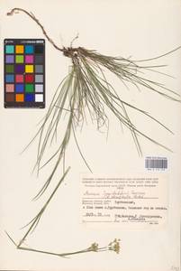 Eremogone saxatilis (L.) Ikonn., Eastern Europe, Western region (E3) (Russia)