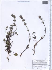 Dracocephalum stamineum Kar. & Kir., Middle Asia, Pamir & Pamiro-Alai (M2) (Tajikistan)