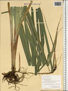 Carex riparia Curtis, Eastern Europe, Volga-Kama region (E7) (Russia)