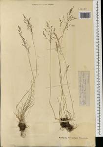 Puccinellia tenuiflora (Griseb.) Scribn. & Merr., Mongolia (MONG) (Mongolia)