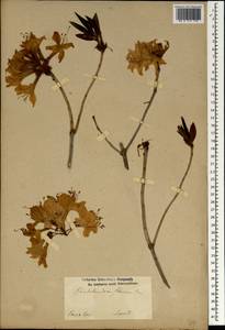 Rhododendron luteum Sweet, South Asia, South Asia (Asia outside ex-Soviet states and Mongolia) (ASIA) (Iran)