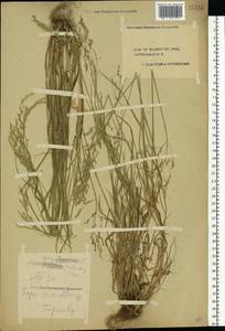 Poa palustris L., Eastern Europe, Central forest region (E5) (Russia)
