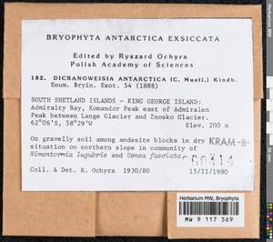 Hymenoloma antarcticum (Müll. Hal.) Ochyra, Bryophytes, Bryophytes - Antarctica (BAn) (Antarctica)