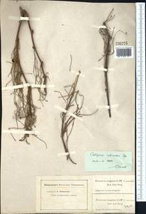 Calligonum rubicundum Bunge, Middle Asia, Muyunkumy, Balkhash & Betpak-Dala (M9) (Kazakhstan)