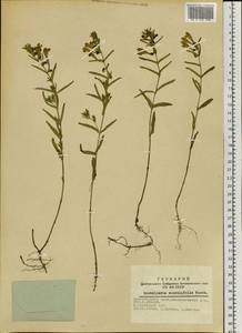 Scutellaria scordiifolia Fisch. ex Schrank, Siberia, Altai & Sayany Mountains (S2) (Russia)