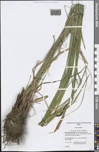 Carex acuta L., Eastern Europe, Central region (E4) (Russia)