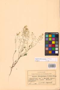 Rorippa brachycarpa (C.A.Mey.) Hayek, Eastern Europe, Lower Volga region (E9) (Russia)