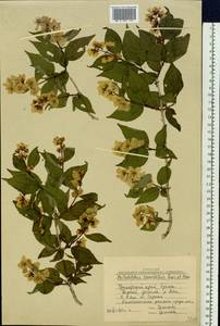 Philadelphus tenuifolius Rupr. & Maxim., Siberia, Russian Far East (S6) (Russia)