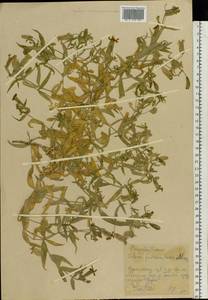 Silene procumbens Murray, Eastern Europe, Eastern region (E10) (Russia)