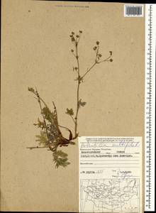Potentilla multifida L., Mongolia (MONG) (Mongolia)