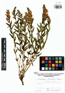 Scutellaria baicalensis Georgi, Siberia, Baikal & Transbaikal region (S4) (Russia)