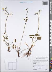 Ranunculus turneri Greene, Siberia, Russian Far East (S6) (Russia)