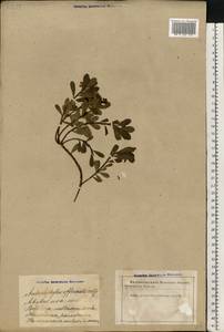 Arctostaphylos uva-ursi (L.) Spreng., Eastern Europe, Latvia (E2b) (Latvia)