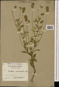 Lomelosia micrantha (Desf.) Greuter & Burdet, Caucasus, Armenia (K5) (Armenia)