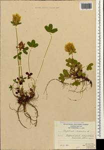 Trifolium canescens Willd., Caucasus, South Ossetia (K4b) (South Ossetia)