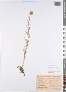 Rorippa palustris (L.) Besser, Eastern Europe, Moscow region (E4a) (Russia)