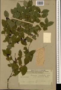 Lonicera caucasica subsp. orientalis (Lam.) D. F. Chamb. & Long, Caucasus, Azerbaijan (K6) (Azerbaijan)