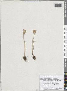 Crocus reticulatus Steven ex Adams, Eastern Europe, Central forest-and-steppe region (E6) (Russia)