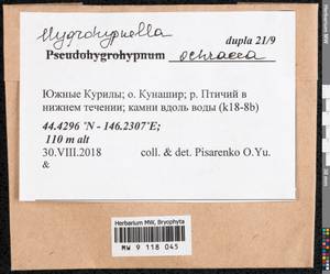 Hygrohypnella ochracea (Turner ex Wilson) Ignatov & Ignatova, Bryophytes, Bryophytes - Russian Far East (excl. Chukotka & Kamchatka) (B20) (Russia)