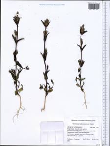 Gentianella turkestanorum (Gandoger) Holub, Middle Asia, Pamir & Pamiro-Alai (M2) (Kyrgyzstan)