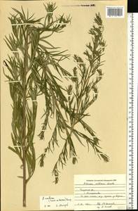 Artemisia dubia Wall. ex Besser, Eastern Europe, Central region (E4) (Russia)