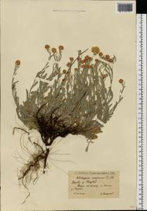 Helichrysum arenarium (L.) Moench, Eastern Europe, Lower Volga region (E9) (Russia)