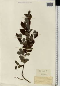 Salix aurita L., Eastern Europe, Central forest region (E5) (Russia)