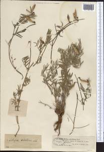 Vicia subvillosa (Ledeb.)Boiss., Middle Asia, Muyunkumy, Balkhash & Betpak-Dala (M9) (Kazakhstan)