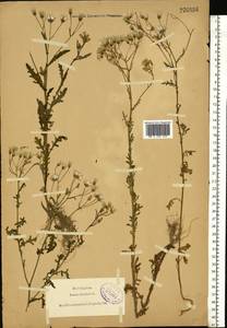 Senecio sylvaticus L., Eastern Europe, North-Western region (E2) (Russia)