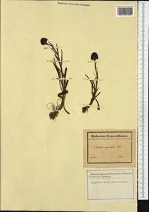 Gymnadenia nigra (L.) Rchb.f., Western Europe (EUR) (France)