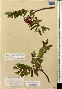Sorbus aucuparia subsp. aucuparia, Caucasus, Armenia (K5) (Armenia)