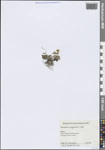 Ranunculus oxyspermus Willd., Crimea (KRYM) (Russia)