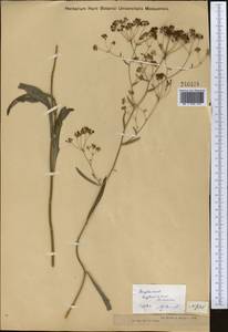 Bupleurum krylovianum Schischk. ex G. V. Krylov, Middle Asia, Dzungarian Alatau & Tarbagatai (M5) (Kazakhstan)