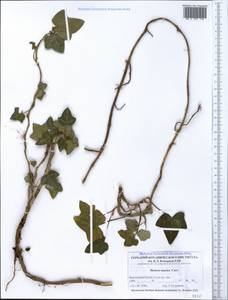 Hedera helix L., Crimea (KRYM) (Russia)