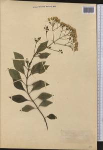 Ageratina ligustrina (DC.) R. King & H. Rob., America (AMER) (Mexico)