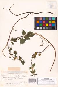 Lamium album subsp. album, Caucasus, Georgia (K4) (Georgia)