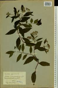 Spiraea japonica L. fil., Eastern Europe, Moscow region (E4a) (Russia)