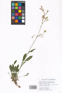 Silene nutans, Eastern Europe, Moscow region (E4a) (Russia)