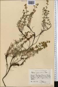 Galium pamiroalaicum Pobed., Middle Asia, Western Tian Shan & Karatau (M3) (Kazakhstan)
