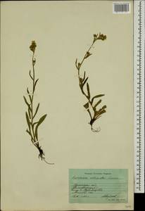 Pilosella echioides subsp. echioides, Eastern Europe, North Ukrainian region (E11) (Ukraine)