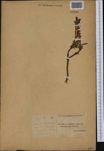 Arctostaphylos rubra (Rehder & E. H. Wilson) Fernald, Siberia, Yakutia (S5) (Russia)