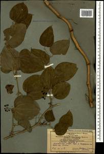 Smilax excelsa L., Caucasus, Azerbaijan (K6) (Azerbaijan)